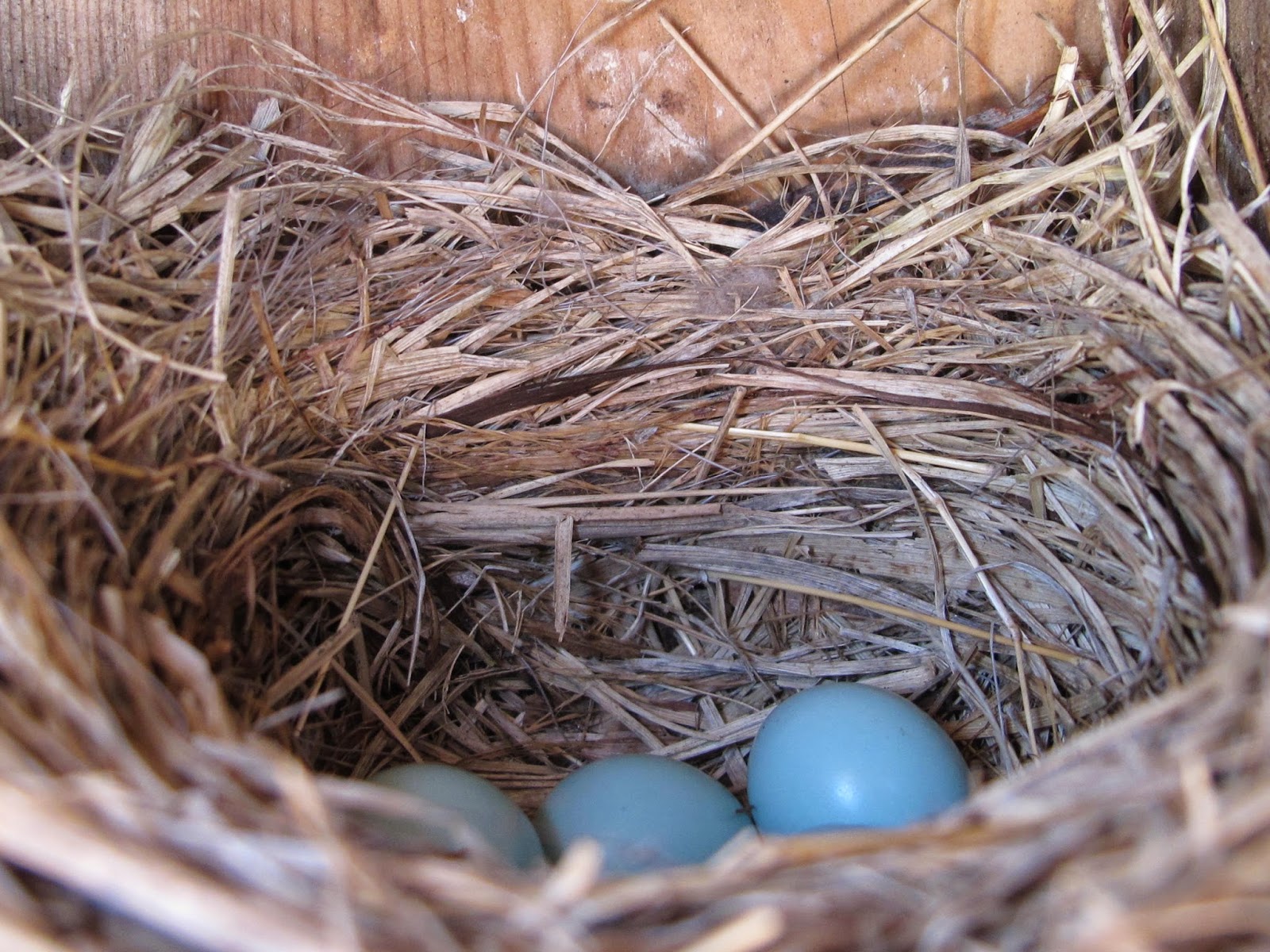 Blue Jay Barrens Some Bird Nests