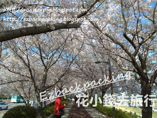 大渚生態公園櫻花