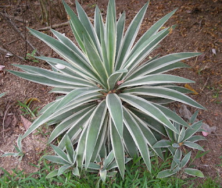 Tropical plant, La Ceiba, Honduras