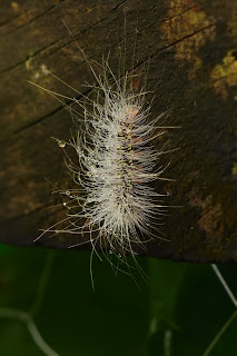 Dewy Caterpillar