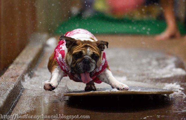 dog surfer