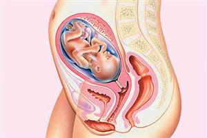 26 haftalık gebelik görüntüsü