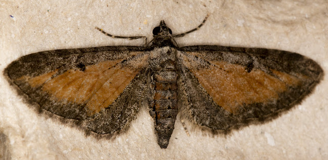 Tawny Speckled Pug, Eupithecia icterata subfulvata. Cuckoo Wood, High Elms, 12 August 2015. Tawny Speckled Pug, Eupithecia icterata subfulvata. Cuckoo Wood, High Elms, 12 August 2015.