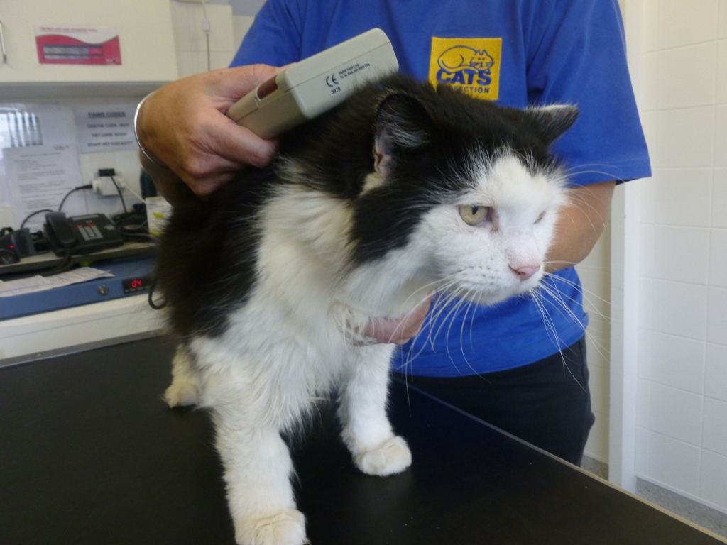 Cats Protection Exeter Axhayes Adoption Centre June is National Microchipping month at Cats