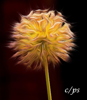 Blumen, flores, Flower, fleurs, květiny, Flores, blomme Fauna, Flora, Tiere, Vögel, Fische, Insekten, Blumen, Bäume, Berge, Meer, Ozean, Natur, Sonne, Mond, animals, birds, fish, insects, flowers, trees, mountains