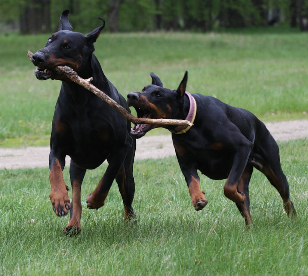Собаки Доберман ( Доберман Пинчер )