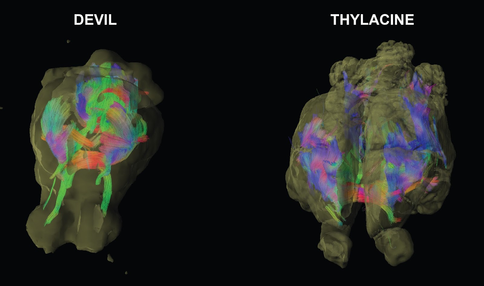 reconstruction of the neural pathways of the Tasmanian devil (left) and the Tasmanian tiger