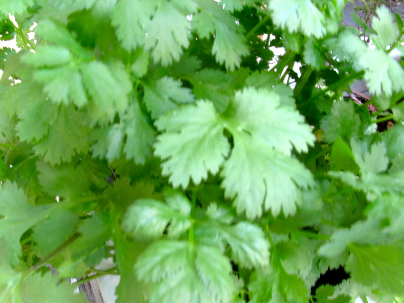 MAY DAYS Expecting Too Much From Cilantro