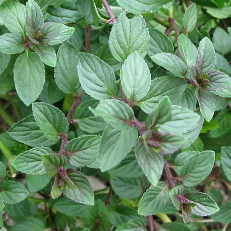Tanaman Hias Daun Chocolate Mint