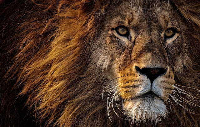 animal images animal images
