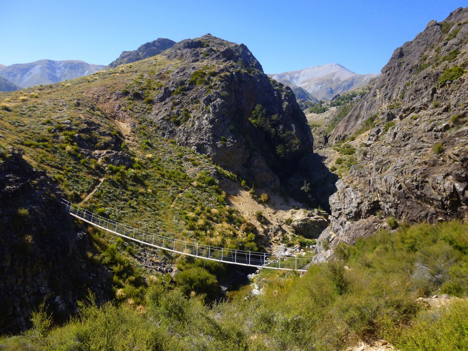 Emerging From The Undergrowth Otago Coast,Mackenzie Country,Hopkins