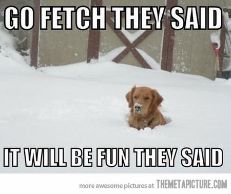 Image result for funny dogs in winter quotes