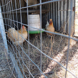 bantam chickens keeping acres eight