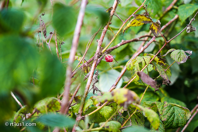 Raspberry bushes at East Machias River Park Raspberry bushes at East Machias River Park