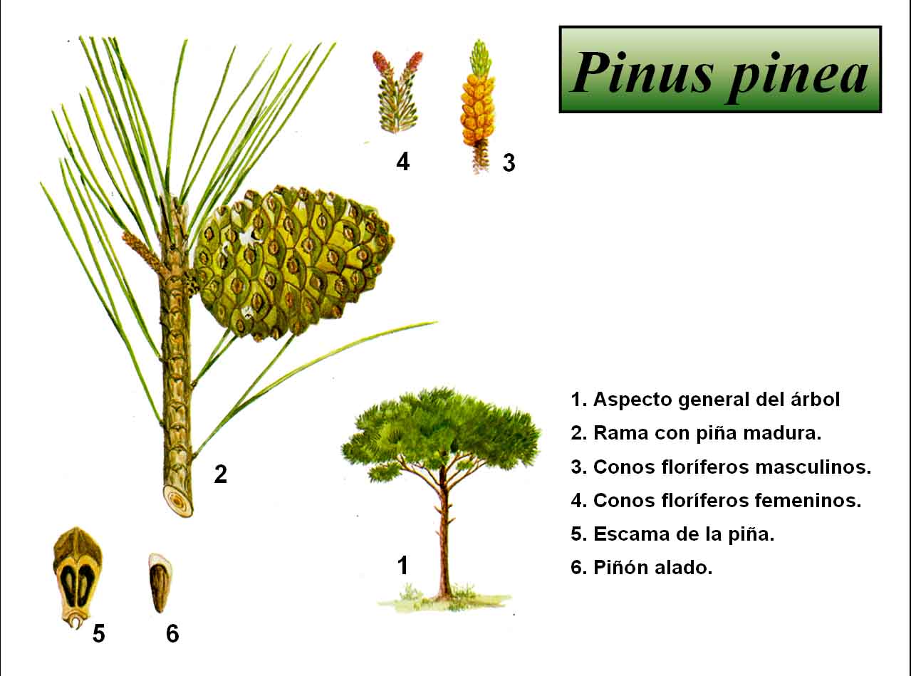 Biología and Life El Pino (Pinus pinea). Biología and Life El Pino (Pinus pinea).