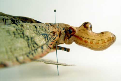 El Alien Blog: No es EXTRATERRESTRE es el FULGORA LATERNARIA