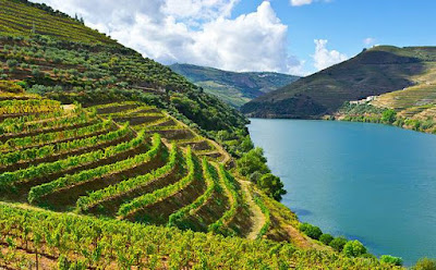 vigne douro portogallo