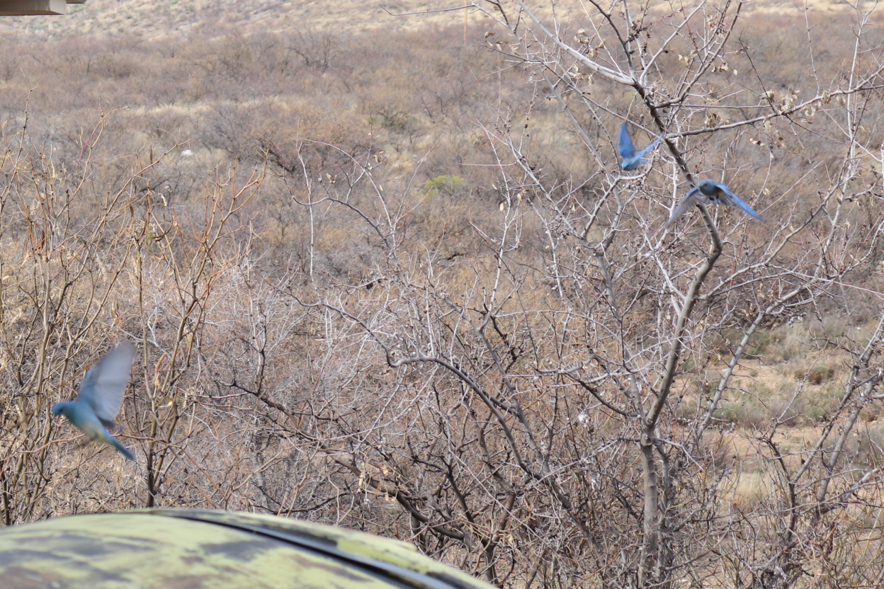 Books in Northport: Where Do Bluebirds Go When It Rains?