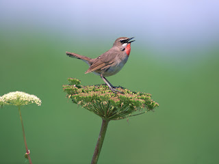 Bonewallpaper - Best desktop HD Wallpapers: Bird desktop HD wallpapers