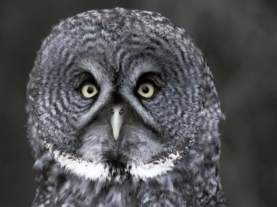 Serbi Burung Hantu Mei 2013 Whet Owl Gambar Terkeren