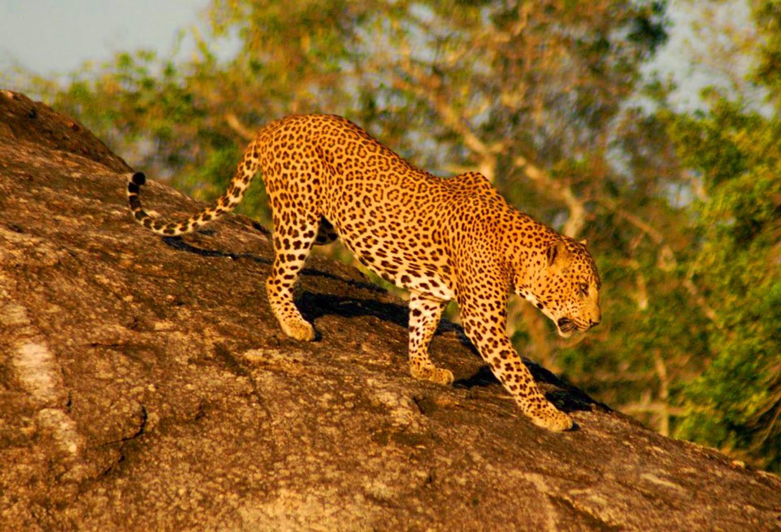 Sri Lankan Leopard Beauteous Sri Lanka