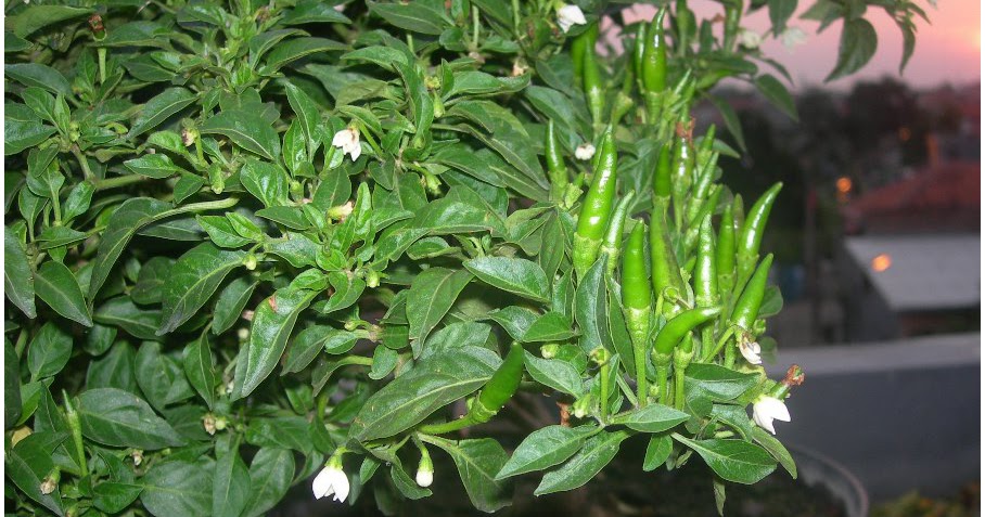 budidaya cabe rawit organik dalam pot