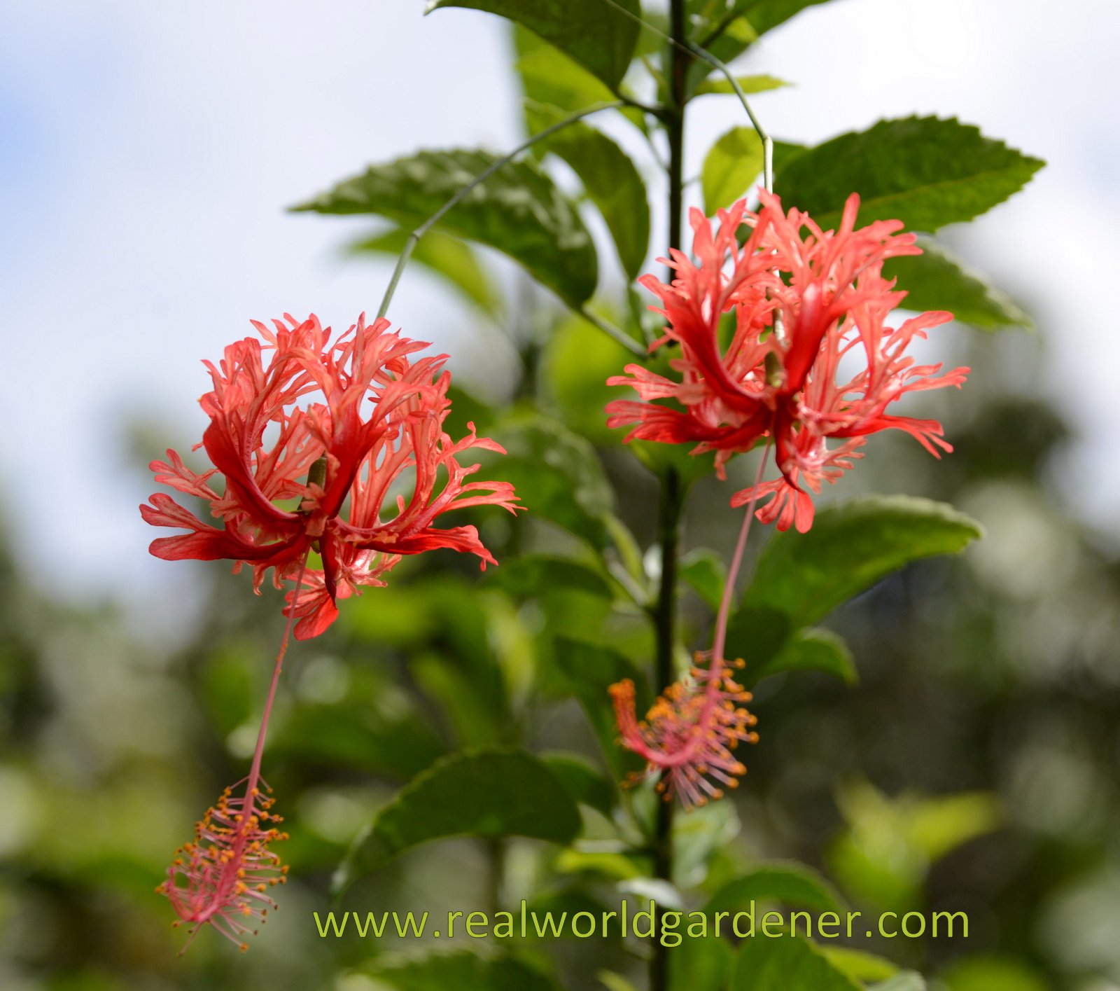 Life Between The Flowers Choisya Ternata Mexican Orange Shrub