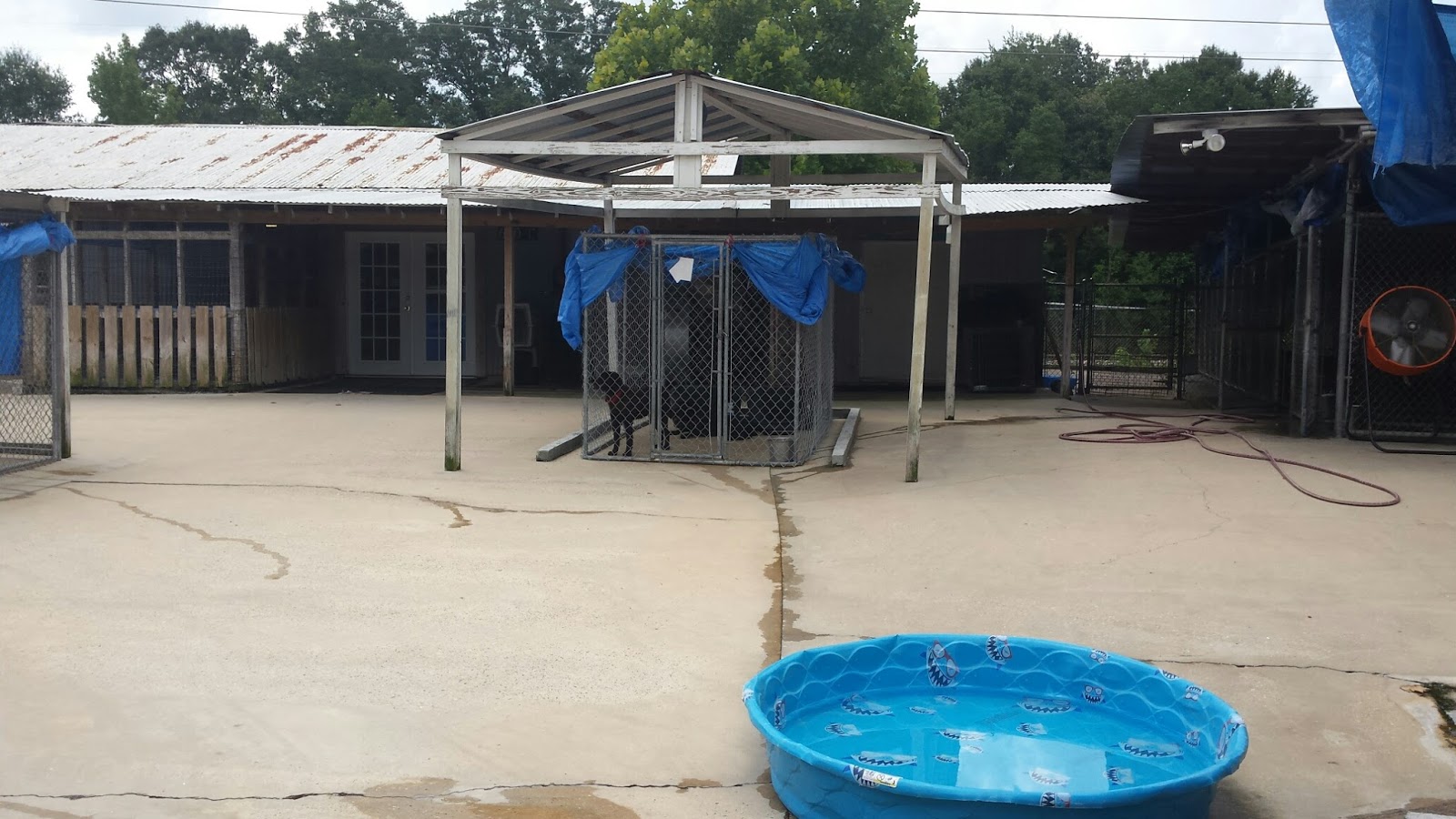 for the love of a house Denham Springs Animal Shelter Louisiana