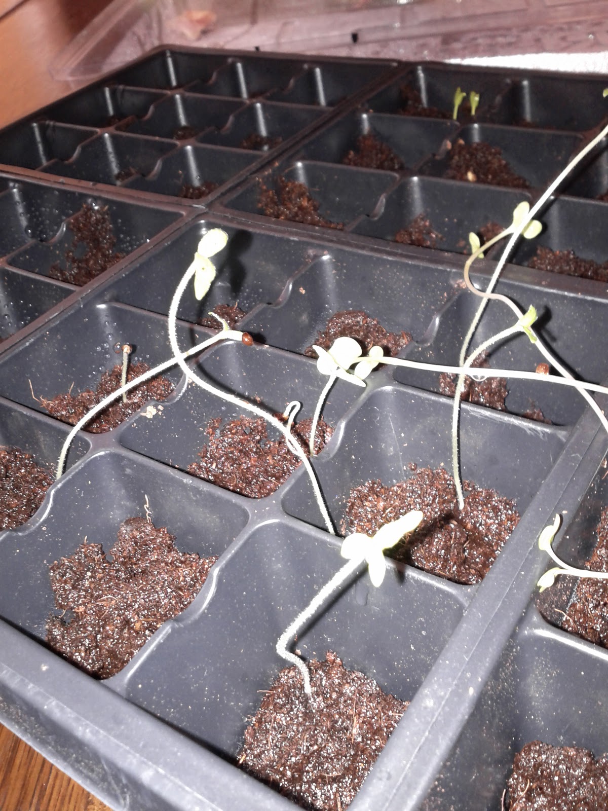 San Marzano Tomato Seedlings San Marzano Tomato Seedlings