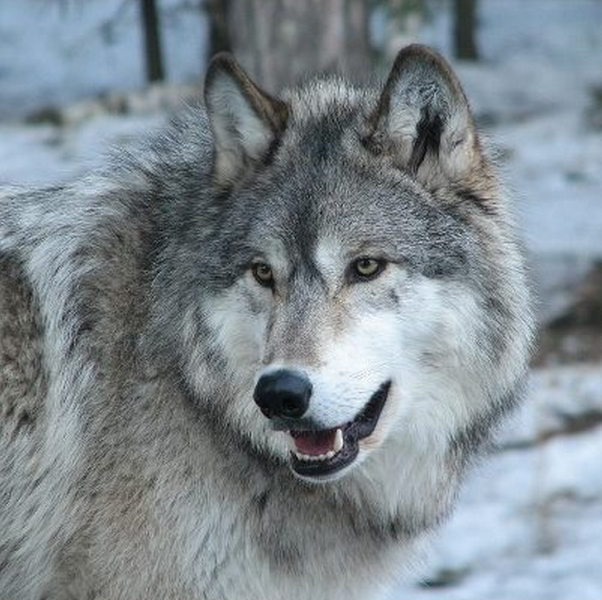 STOP WOLF HUNTS WISCONSIN WOLVES ACTIONS NEWS