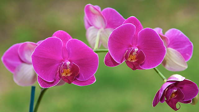 truyền thuyết hoa lan hồ điệp