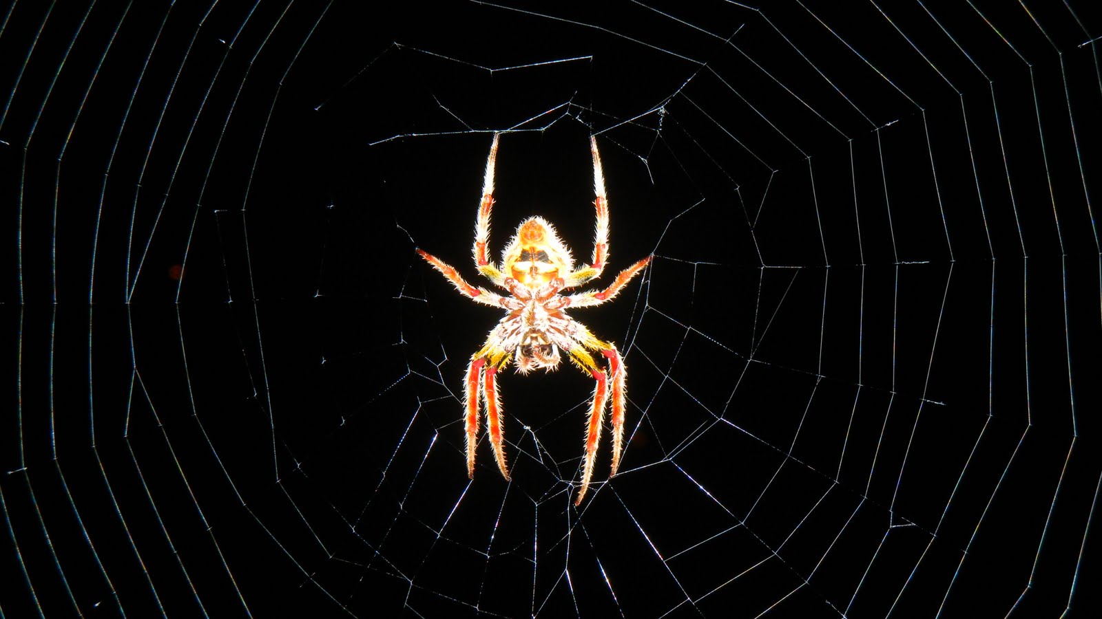 Watson Website: Wild Florida; part 2, spiders