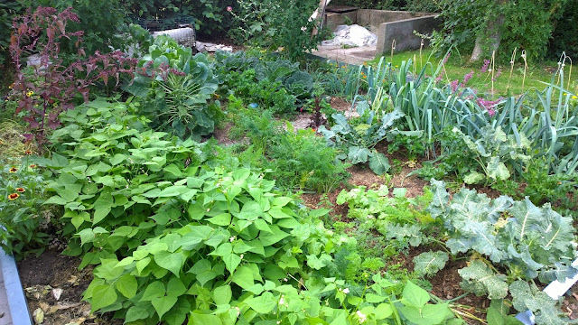 Buschbohne Sanguigno im Beet (c) by Joachim Wenk 