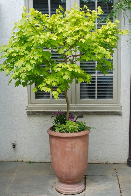This golden maple makes a beautiful potted tree in this tall terra cotta. 