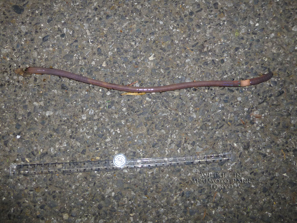 水元公園の生き物 Wildlife In Mizumoto Park Tokyo フトミミズ類 Unidentified Earthworm