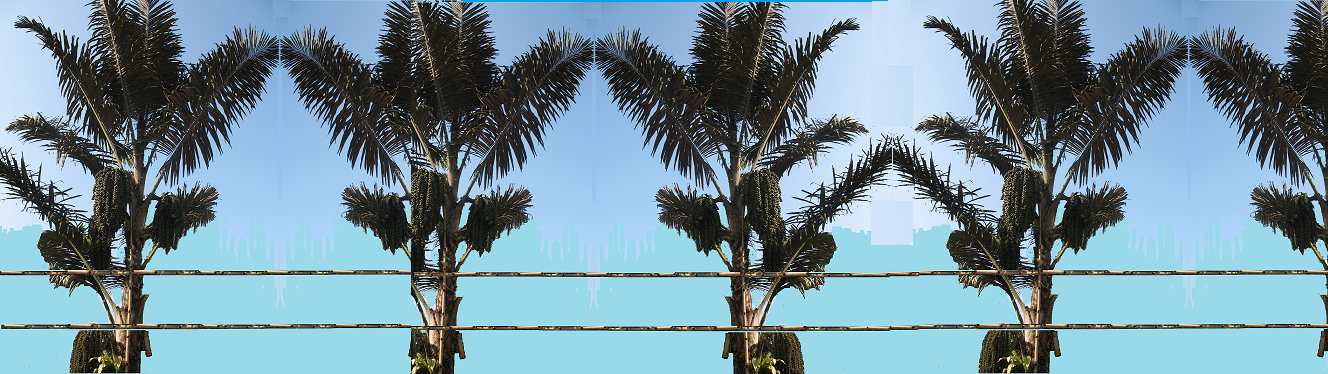 Proses Jembatanisasi Kebun Aren