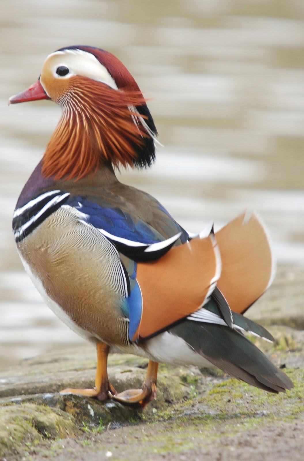 Image of a mandarin duck.