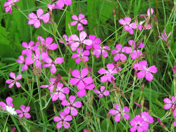 Goździk kropkowany, goździk widełkowaty (Dianthus deltoides) gozdzik