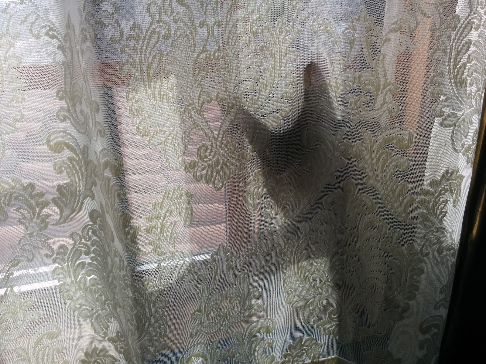 TRAVELS (and more) WITH CECILIA BRAINARD Cats Mystery Cat Hiding