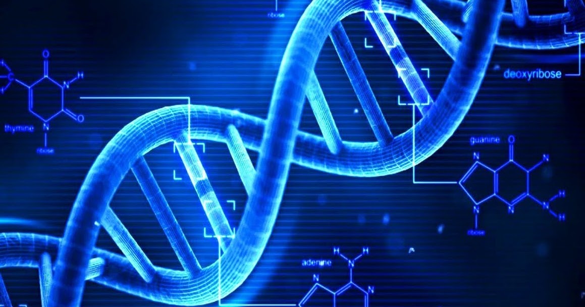 FOOD MINERAL What are the roles of zinc in human body?