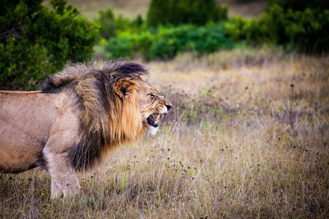 animal images animal images