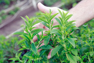mầm đậu nành Đô Đô vị cỏ ngọt Stevia