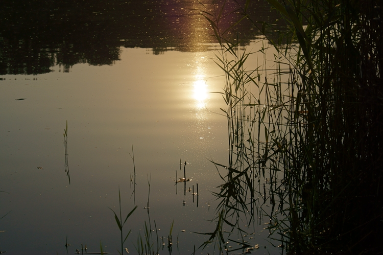Blog & Fotografie by it's me! - Sonnenuntergang am Teich