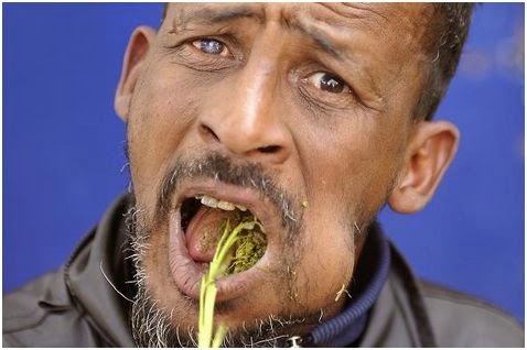 Image result for man chewing miraa