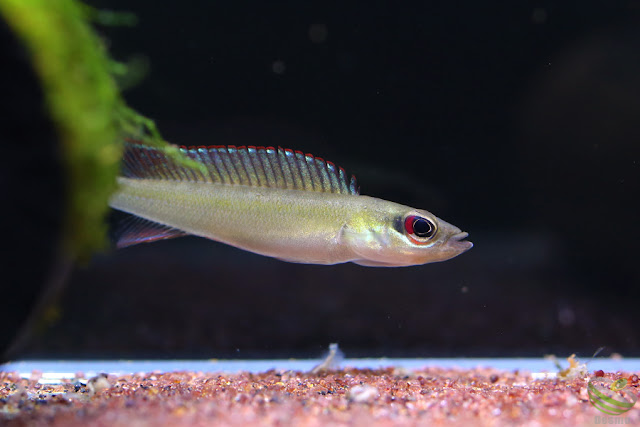 Crenicichla notophthalmus