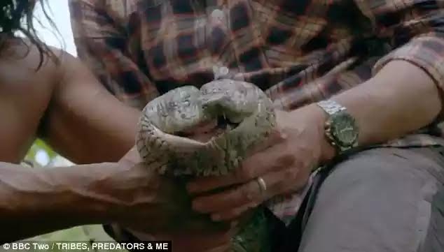how big is the largest anaconda ever found how big is the largest anaconda ever found