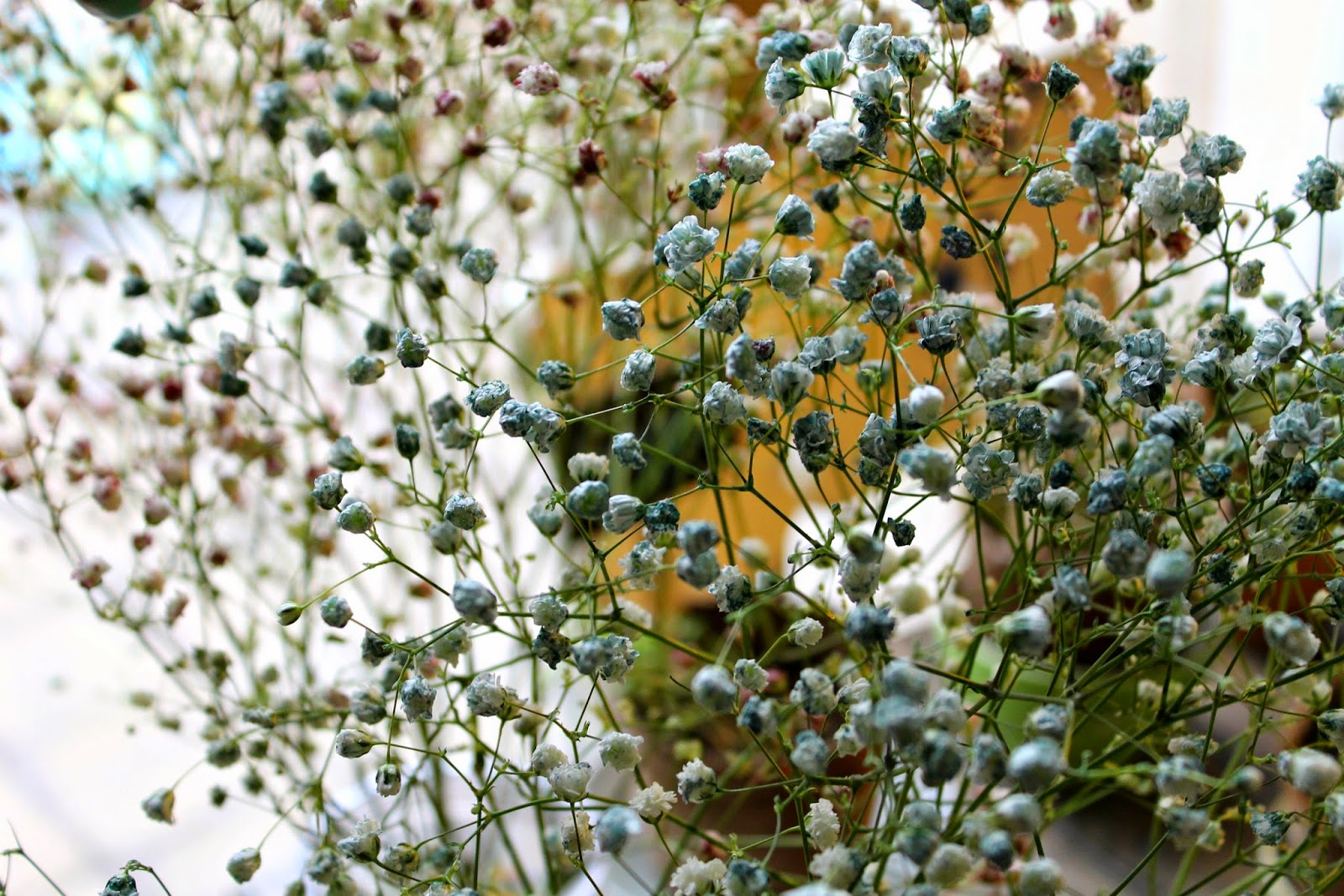 How to naturally dye baby's breath DIY