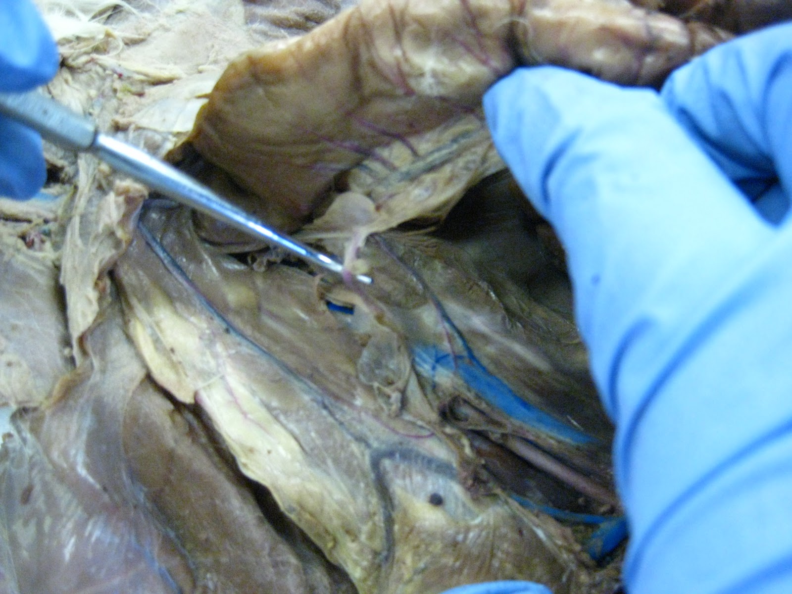 Vascular Cat: Arteries of the Cat - Donkey J. Meowmers, Prof cat