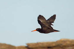 Black Birds in Flight Stints and Gulls