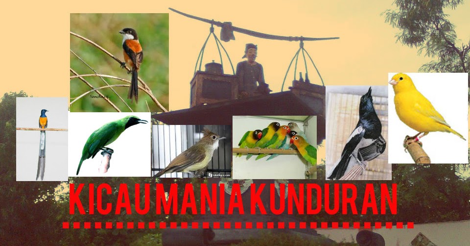 Kicau Mania Blora Daftar Harga Burung Kicau Terbaru Di Kota